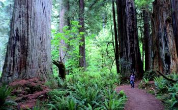 Redwood by Kyle Magnuson