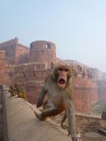 Agra Fort by Clyde