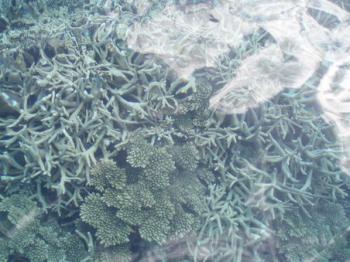 Great Barrier Reef by Mirjam S.