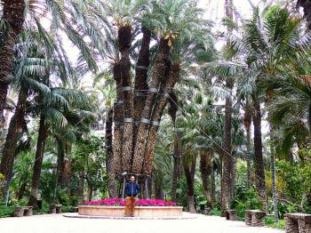 Palmeral of Elche by Clyde