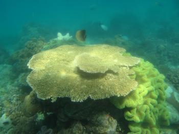 Great Barrier Reef by Jay T