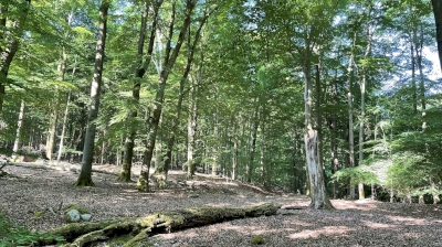 Primeval Beech Forests